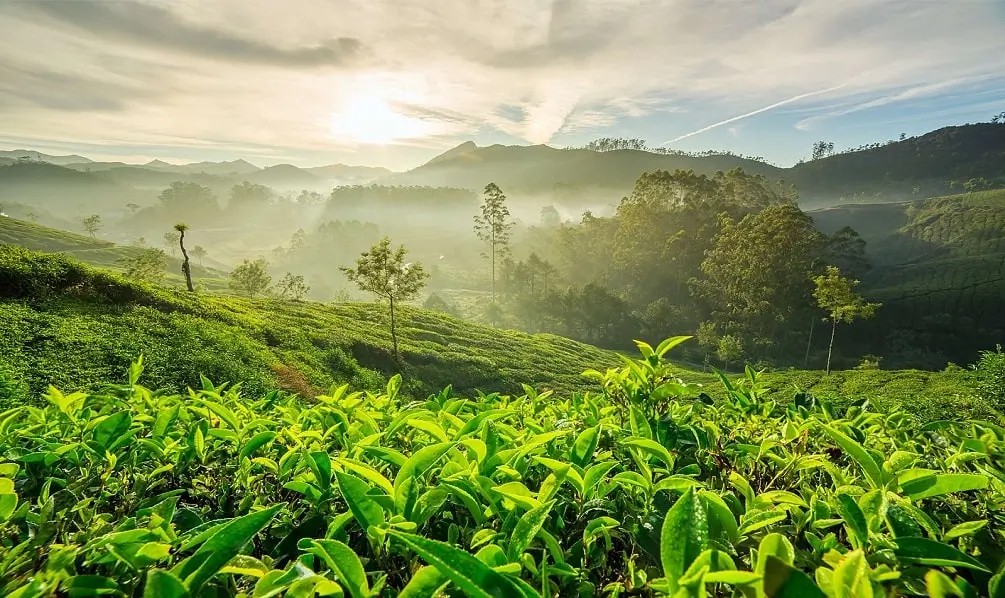 Munnar Tea Gardens